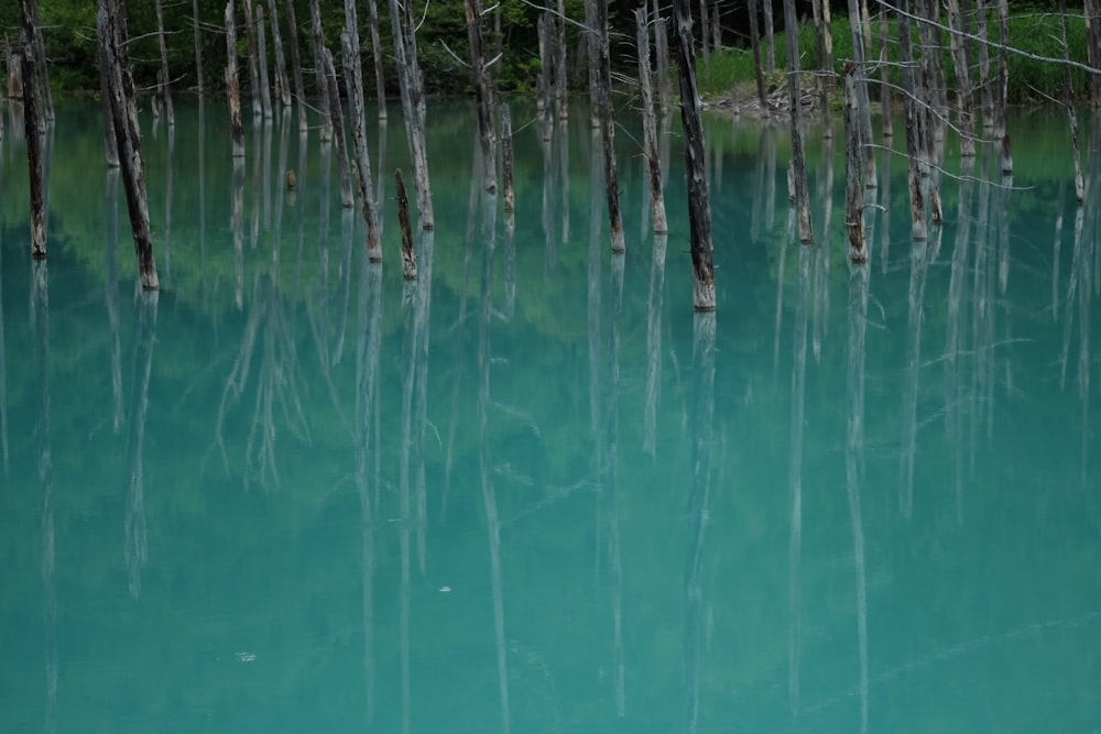 a body of water that has some trees in it