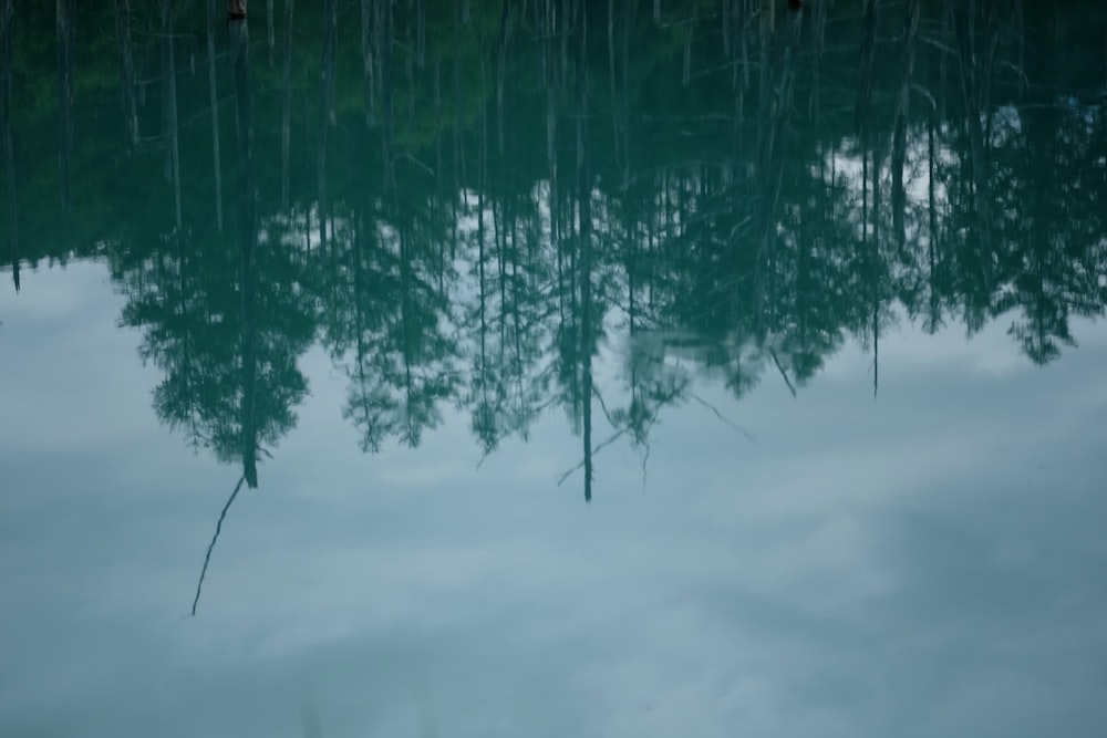 a body of water with trees reflected in it