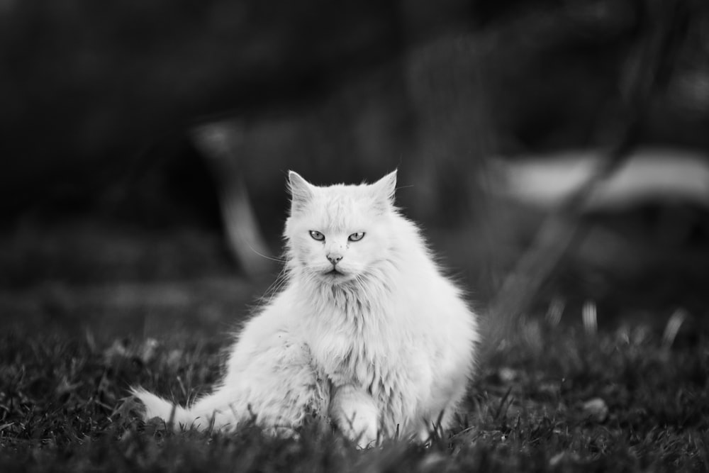 a cat sitting on top of a grass covered field