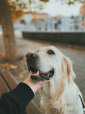 a dog looking at the camera