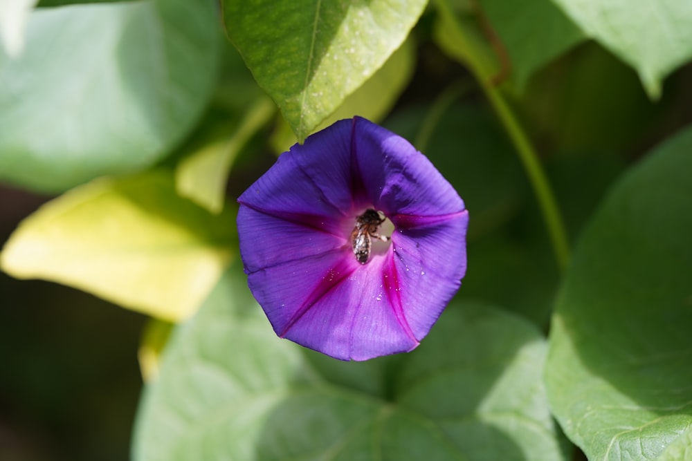 uma flor roxa com uma abelha dentro dela