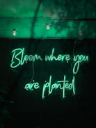 Neon green cursive letters form the inspirational phrase 'Bloom where you are planted' against a dark background. A series of three hanging light bulbs are suspended above, casting a soft glow.