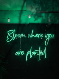 Neon green cursive letters form the inspirational phrase 'Bloom where you are planted' against a dark background. A series of three hanging light bulbs are suspended above, casting a soft glow.