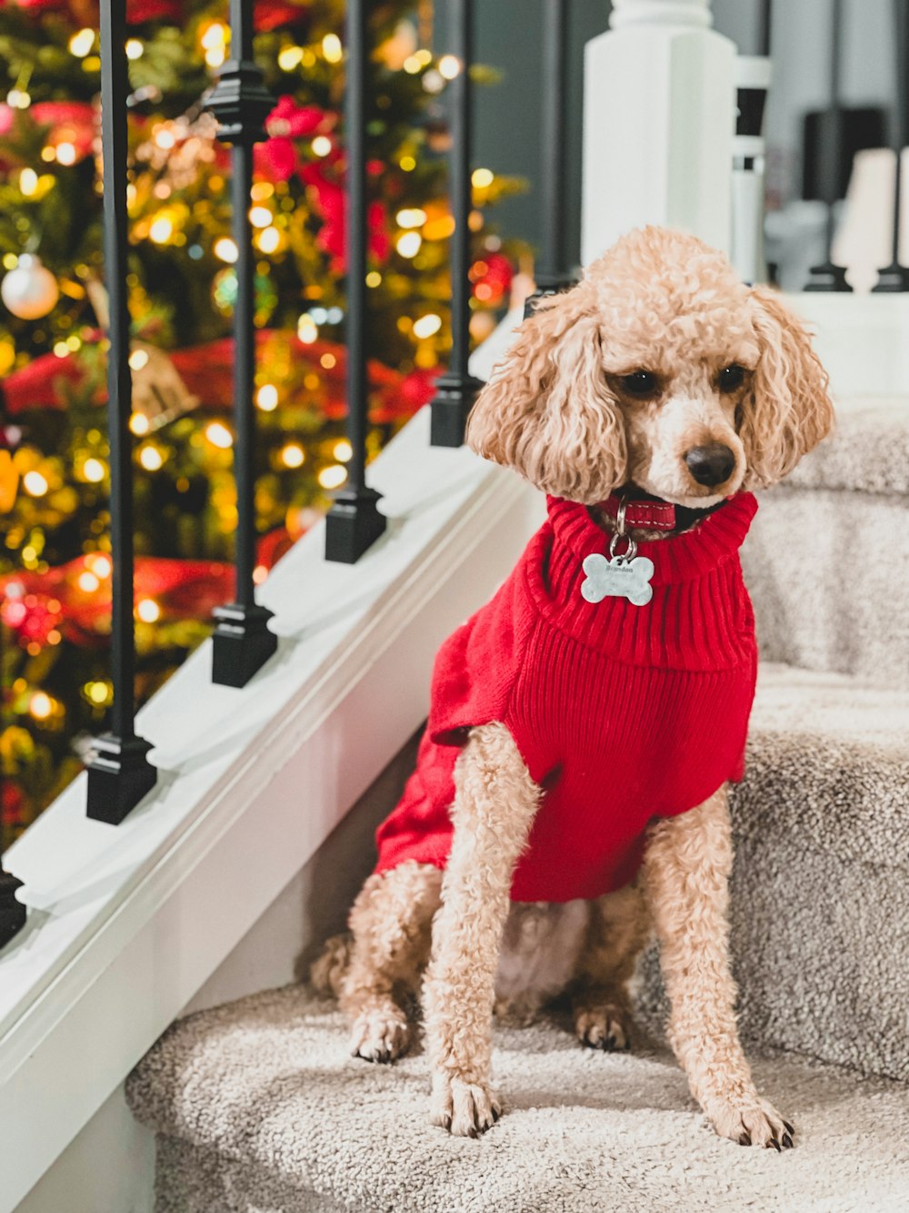 a poodle wearing a red sweater sitting on the stairs