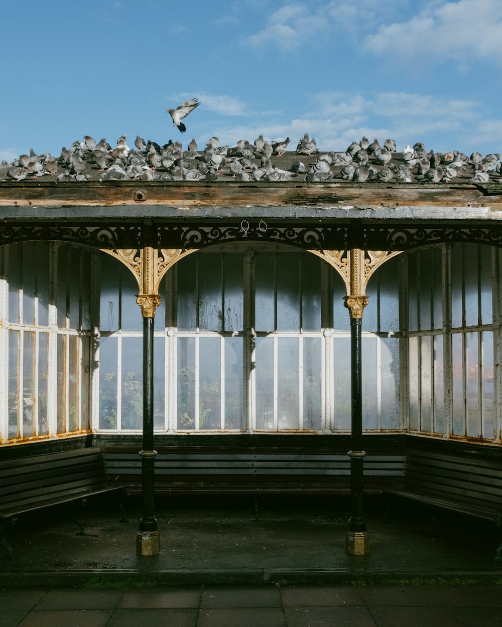 Un grupo de pájaros sentados en lo alto de un techo