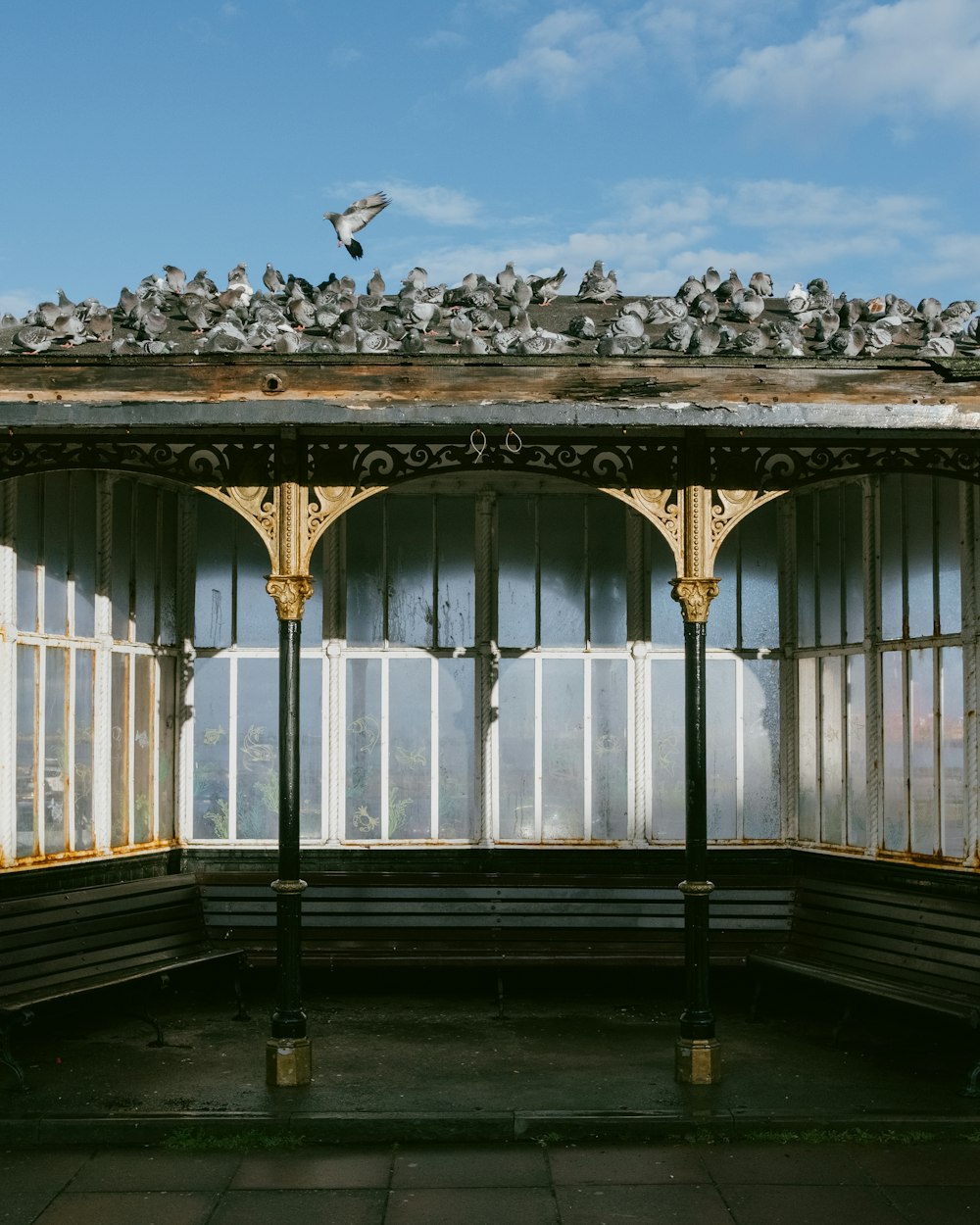 a group of birds sitting on top of a roof