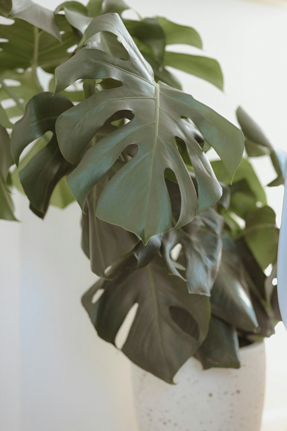 a plant in a white vase on a table