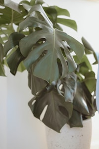 Monstera Green