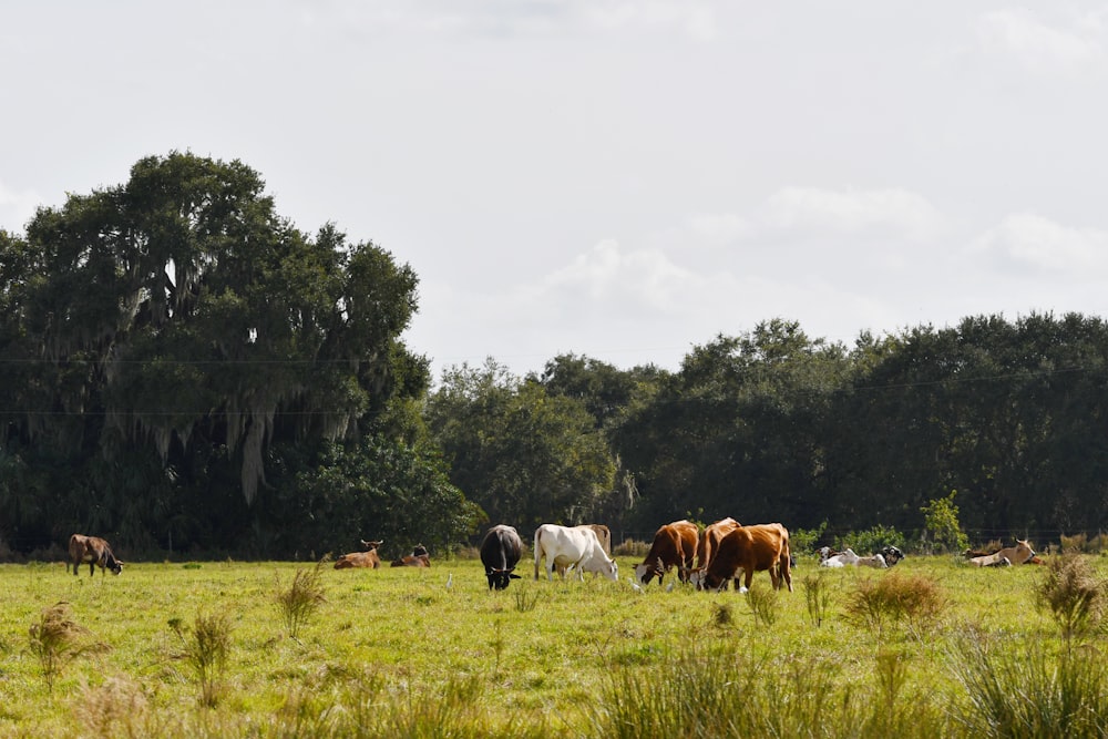 a herd of cattle grazing on a lush green field