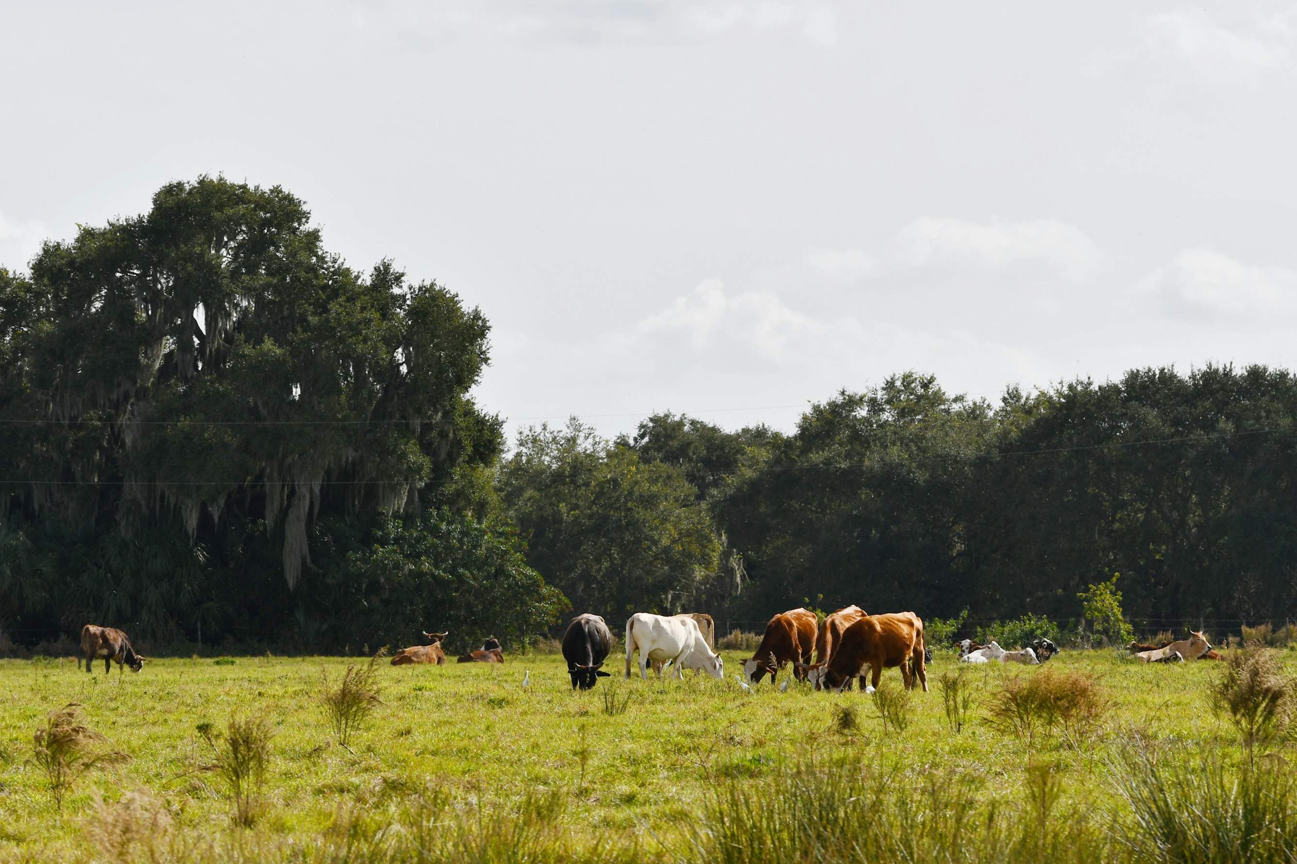 Church-Affiliated Ranch Balances Agriculture and Conservation in Central Florida