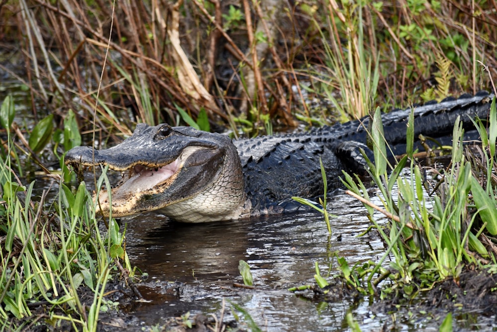 a large alligator is sitting in the water