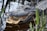 A large alligator is partially submerged in water, revealing its textured scales, open mouth, and sharp teeth. Green vegetation surrounds the creature, creating a natural marshy environment.