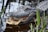A large alligator is partially submerged in water, revealing its textured scales, open mouth, and sharp teeth. Green vegetation surrounds the creature, creating a natural marshy environment.