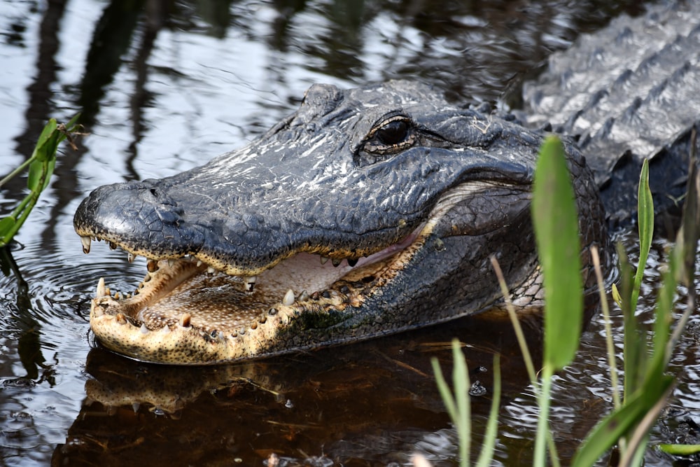 a large alligator is in the water with its mouth open