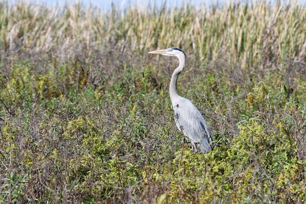 背の高い草原に立つ鳥