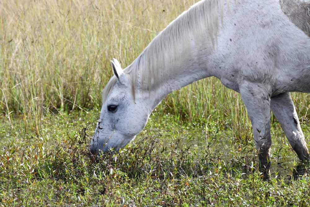 a white horse eating grass in a field