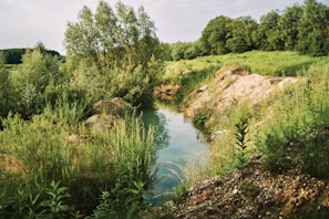 a river running through a lush green forest