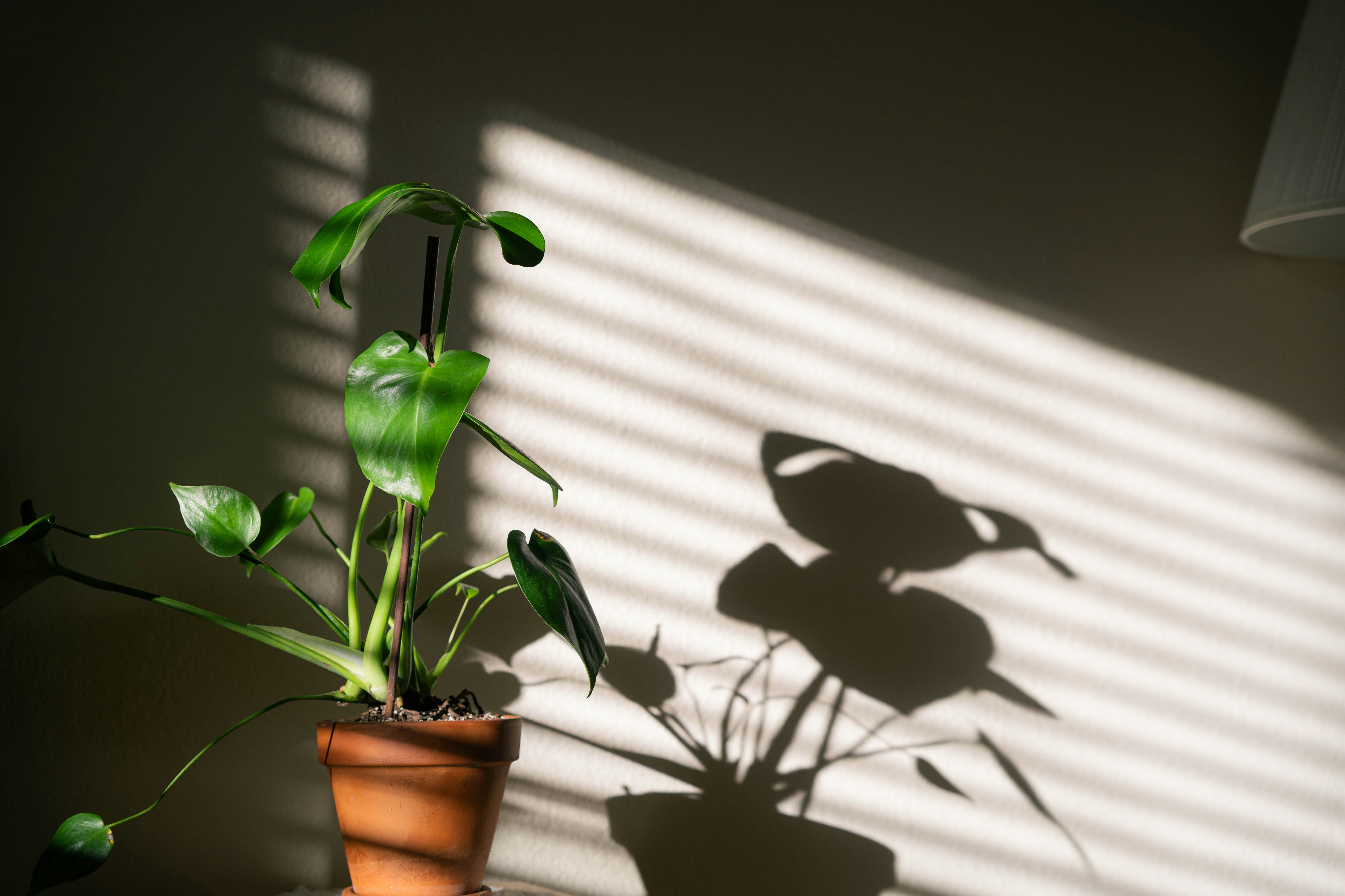 Photo by sunnynguyen