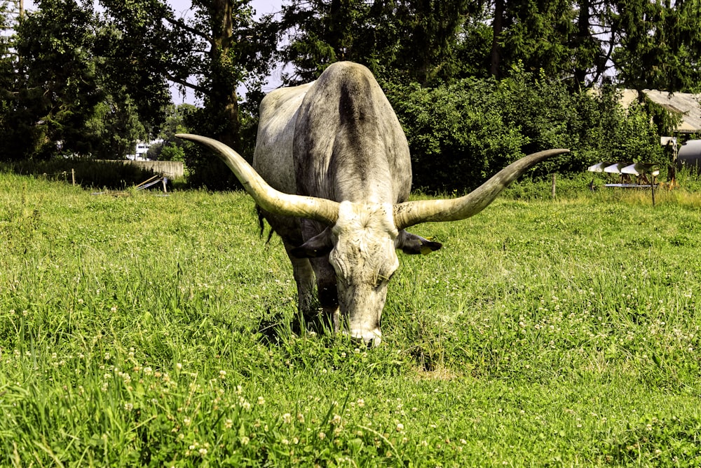 Eine Kuh mit Hörnern steht auf einem Feld