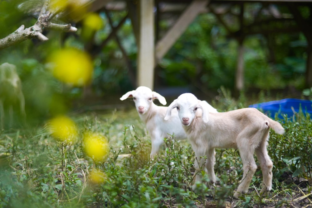 two baby goats standing next to each other in a field