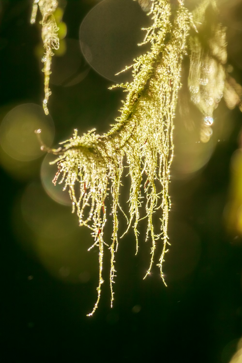 moss growing on a tree branch in the sunlight