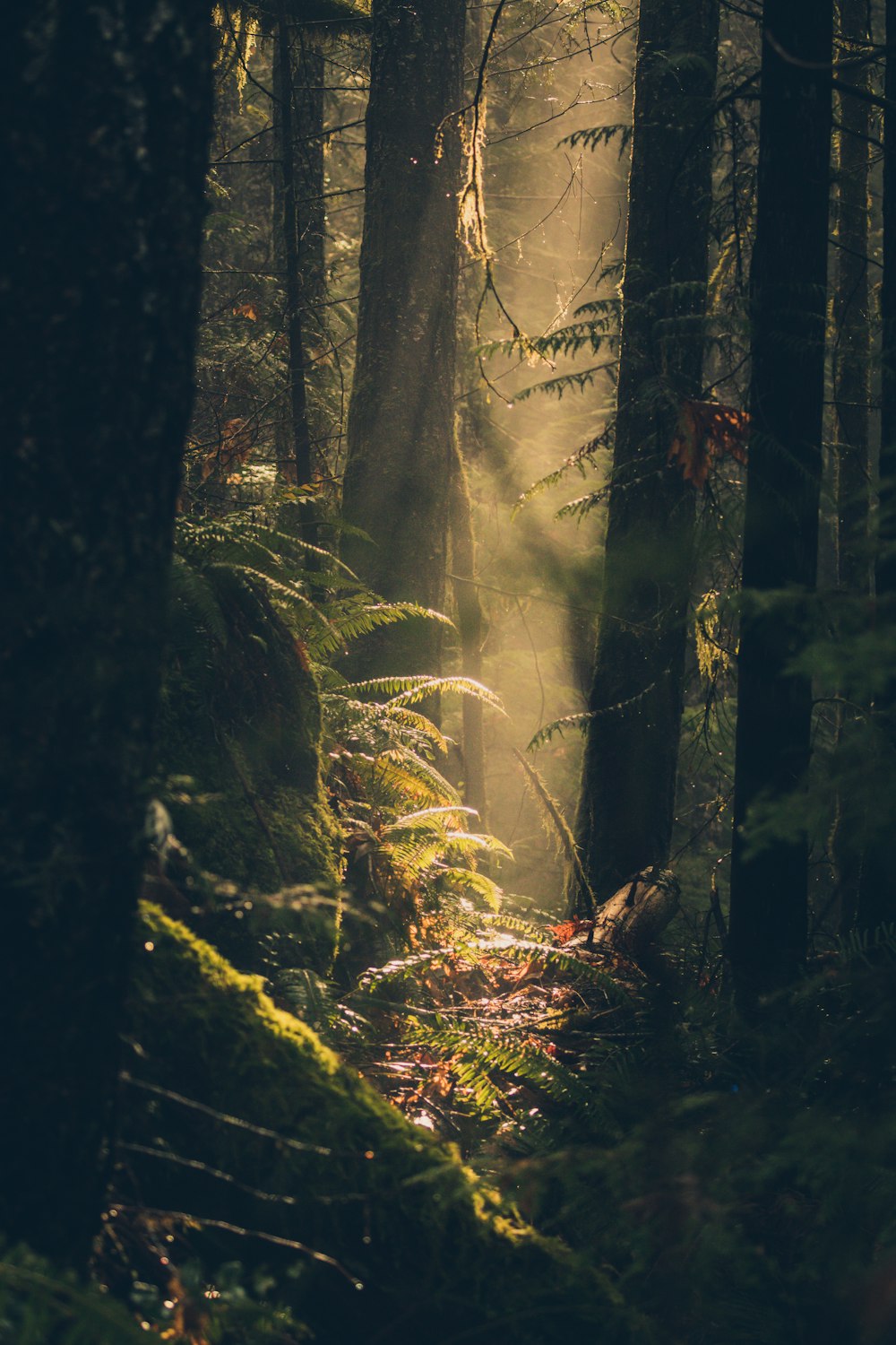 a path in the woods with sunlight coming through the trees