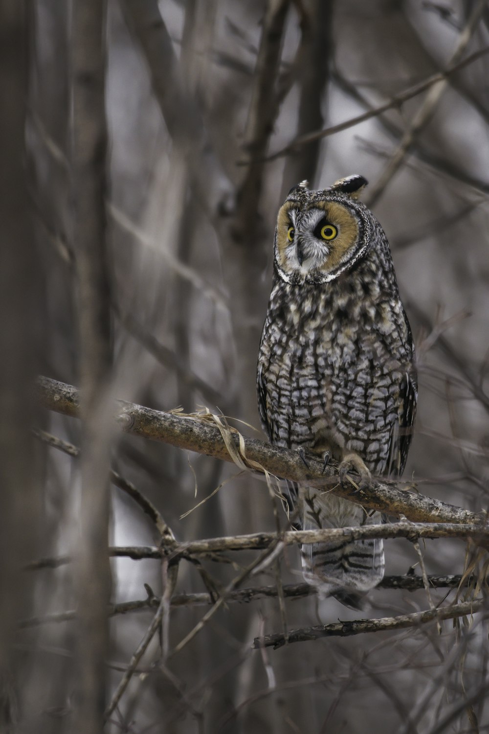 an owl is perched on a tree branch