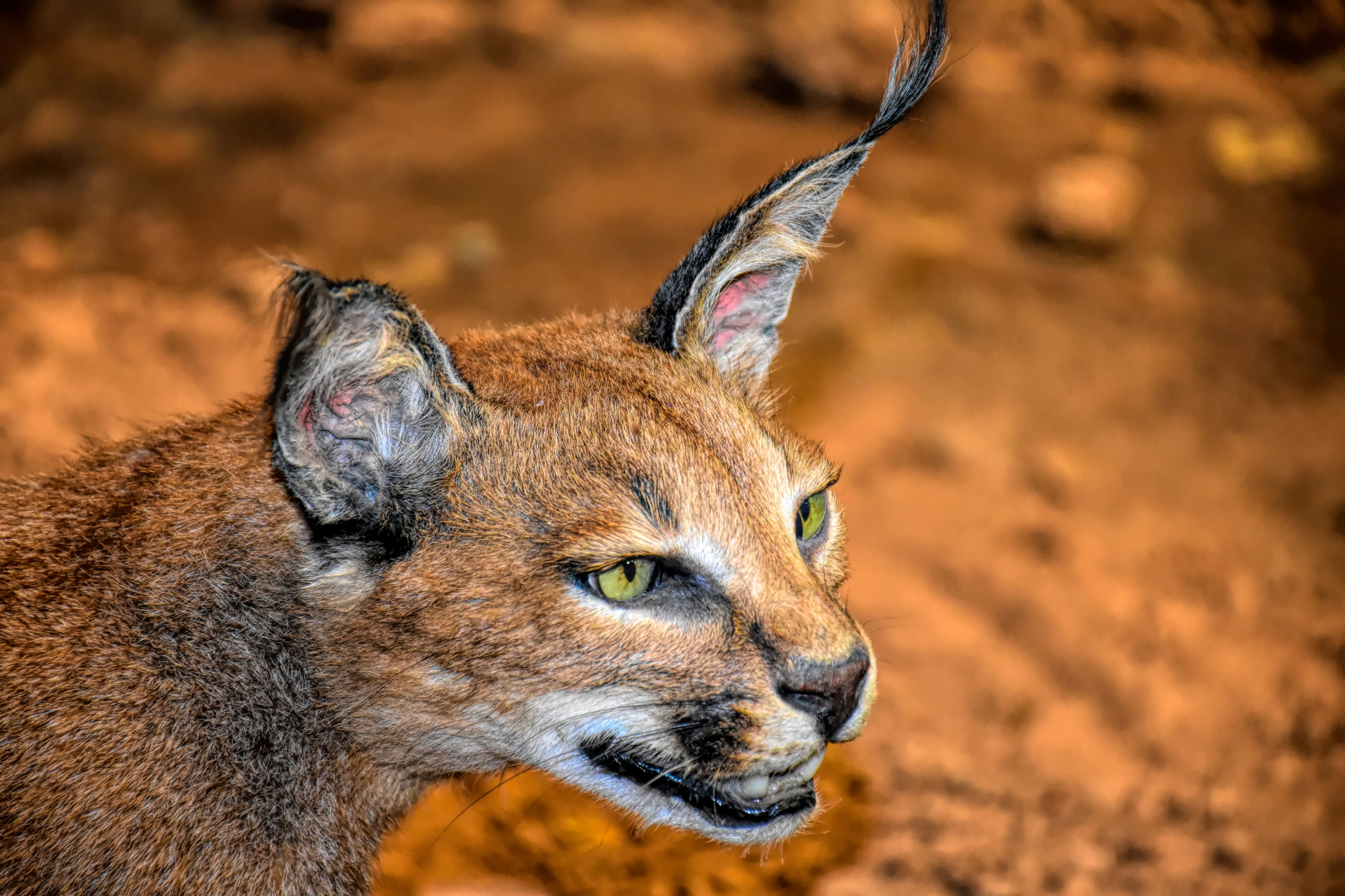 Caracal Clicks: Ears on Alert (image credits: unsplash)
