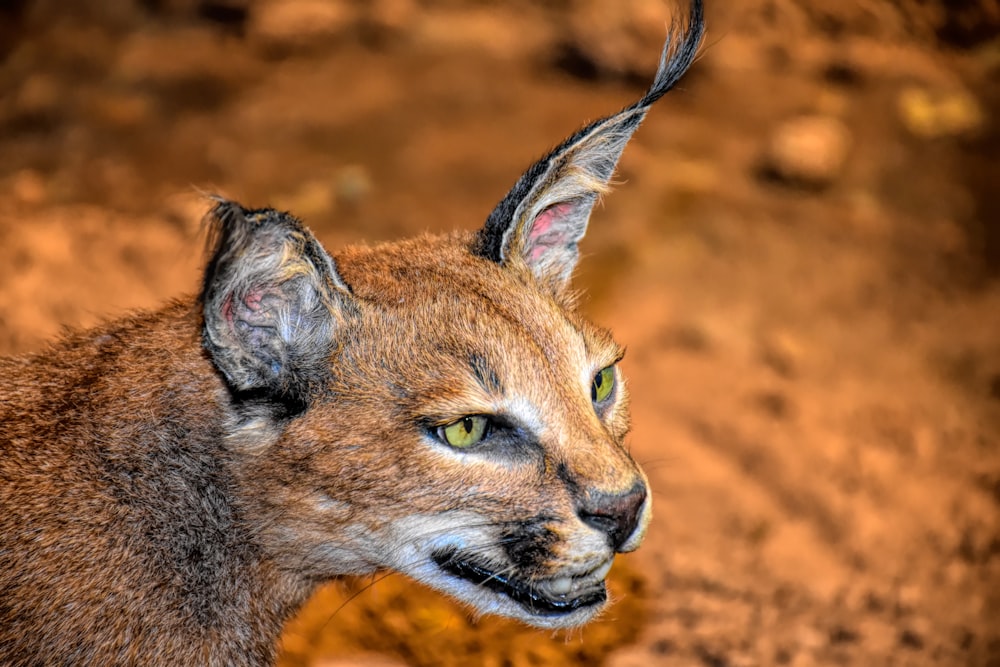 a close up of a cat on a dirt ground