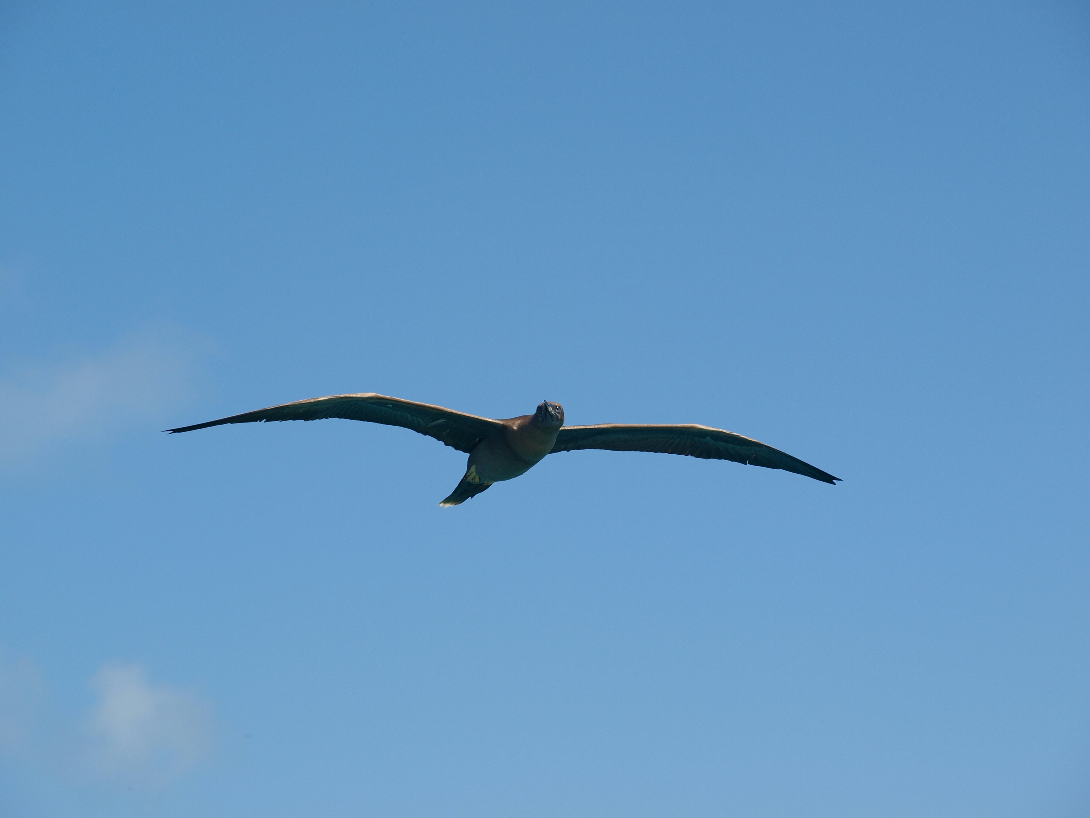 a large bird flying through a blue sky