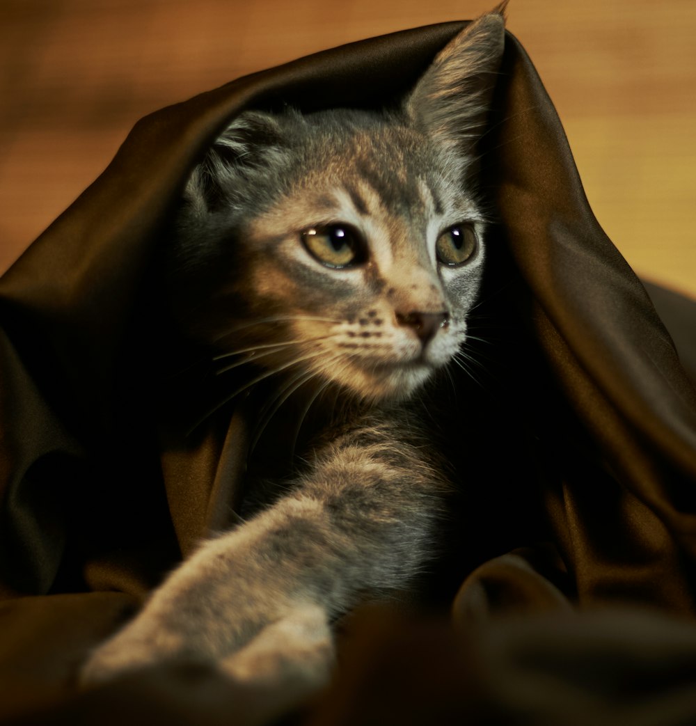 a cat is hiding in a blanket on the floor