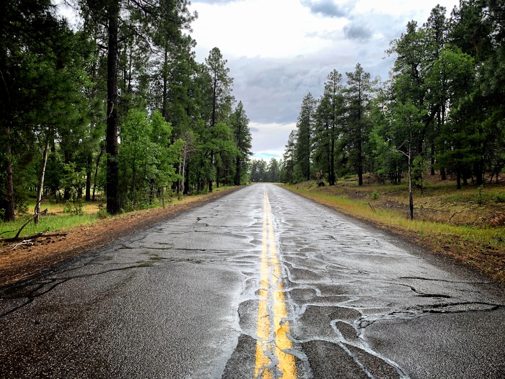 a wet road in the middle of a forest