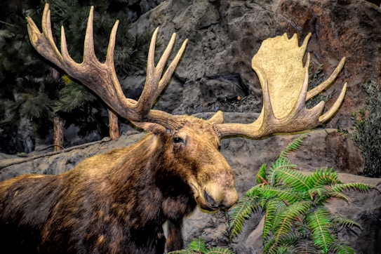 A large moose is displayed against a naturalistic, forested backdrop. Its impressive antlers stretch outward, showcasing intricate details. The setting includes rocky terrain, evergreen trees, and ferns.