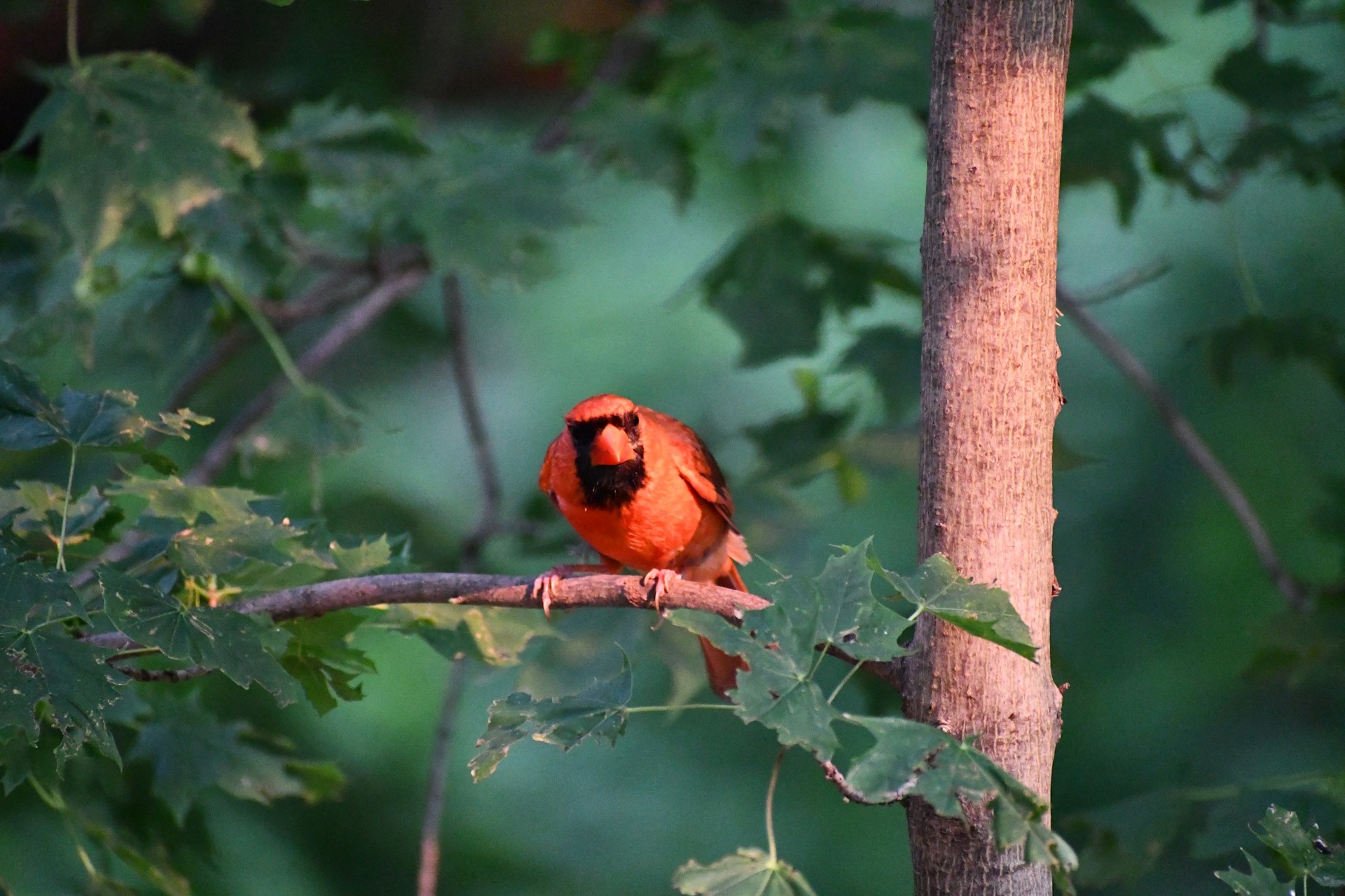 Close-up of a single red cardinal resting peacefully on a marijuana stem, bathed in warm natural daylight.