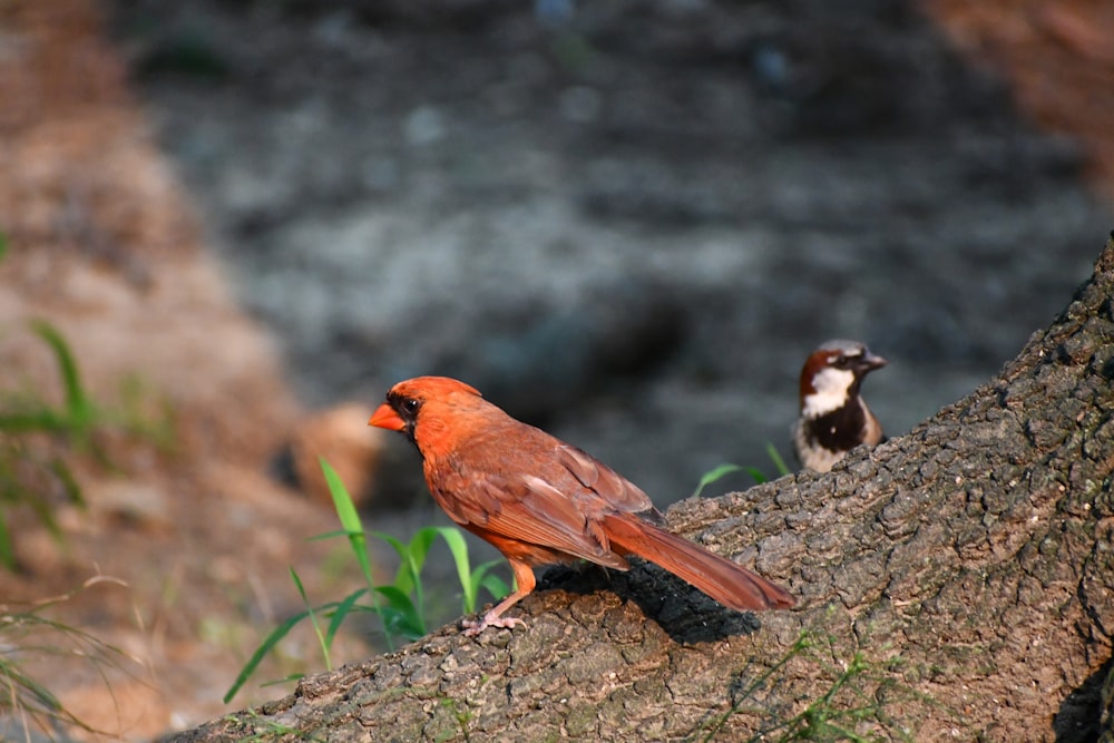 a bird perched on a tree branch next to another bird