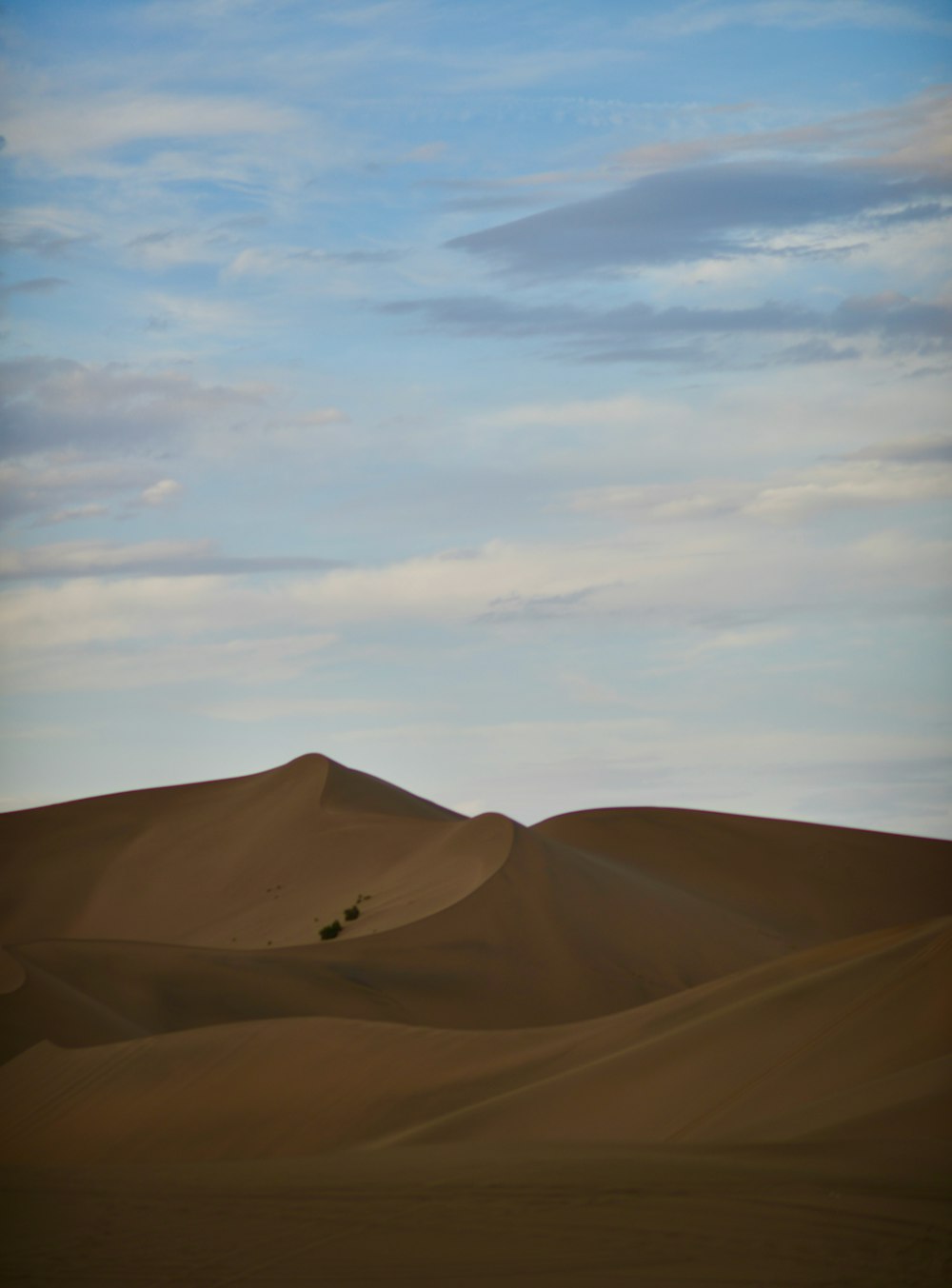 a lone tree in the middle of a desert