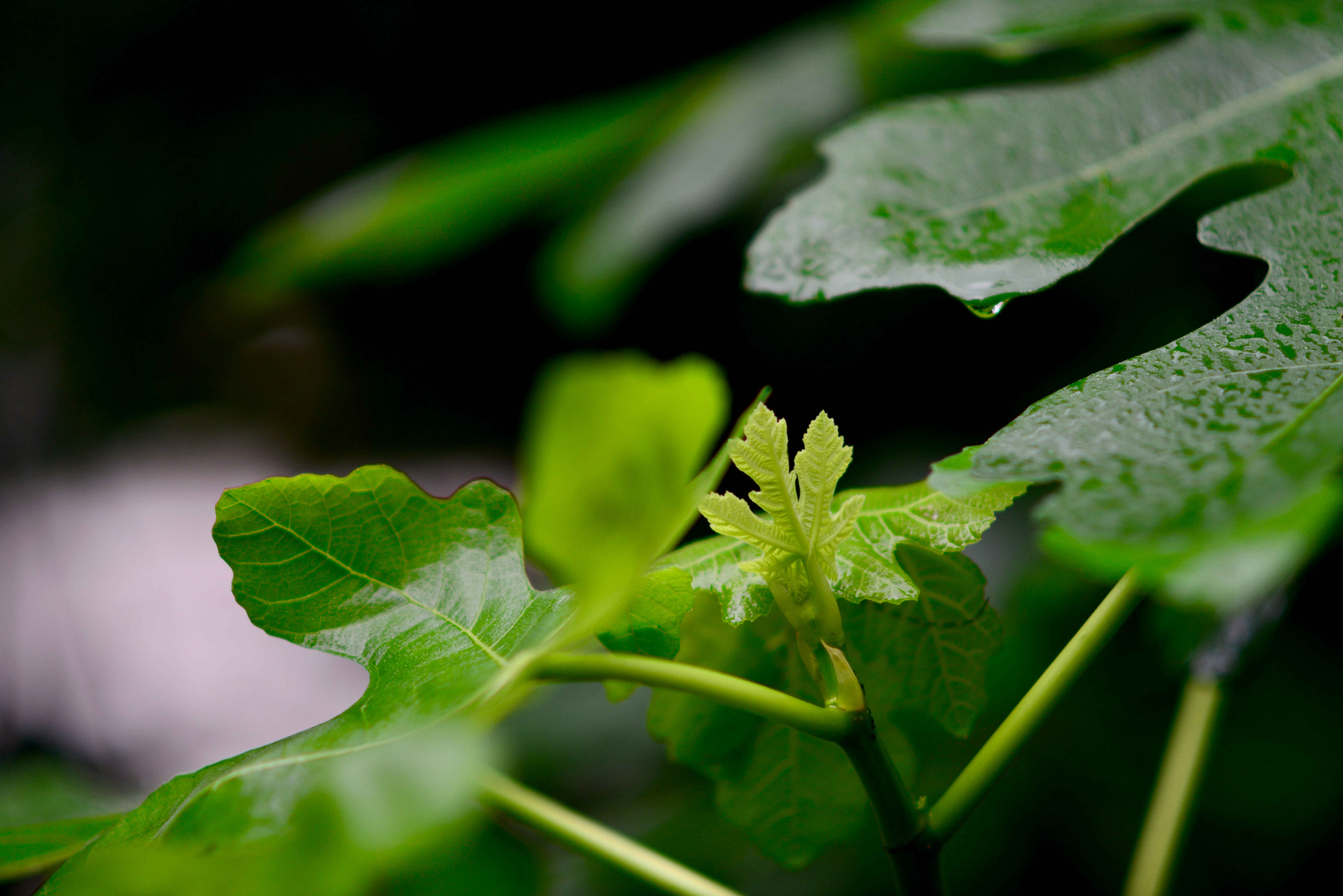 a close up of a green plant with leaves