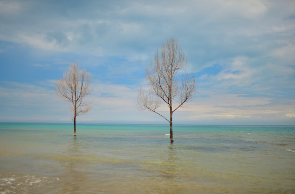 a couple of trees that are in the water