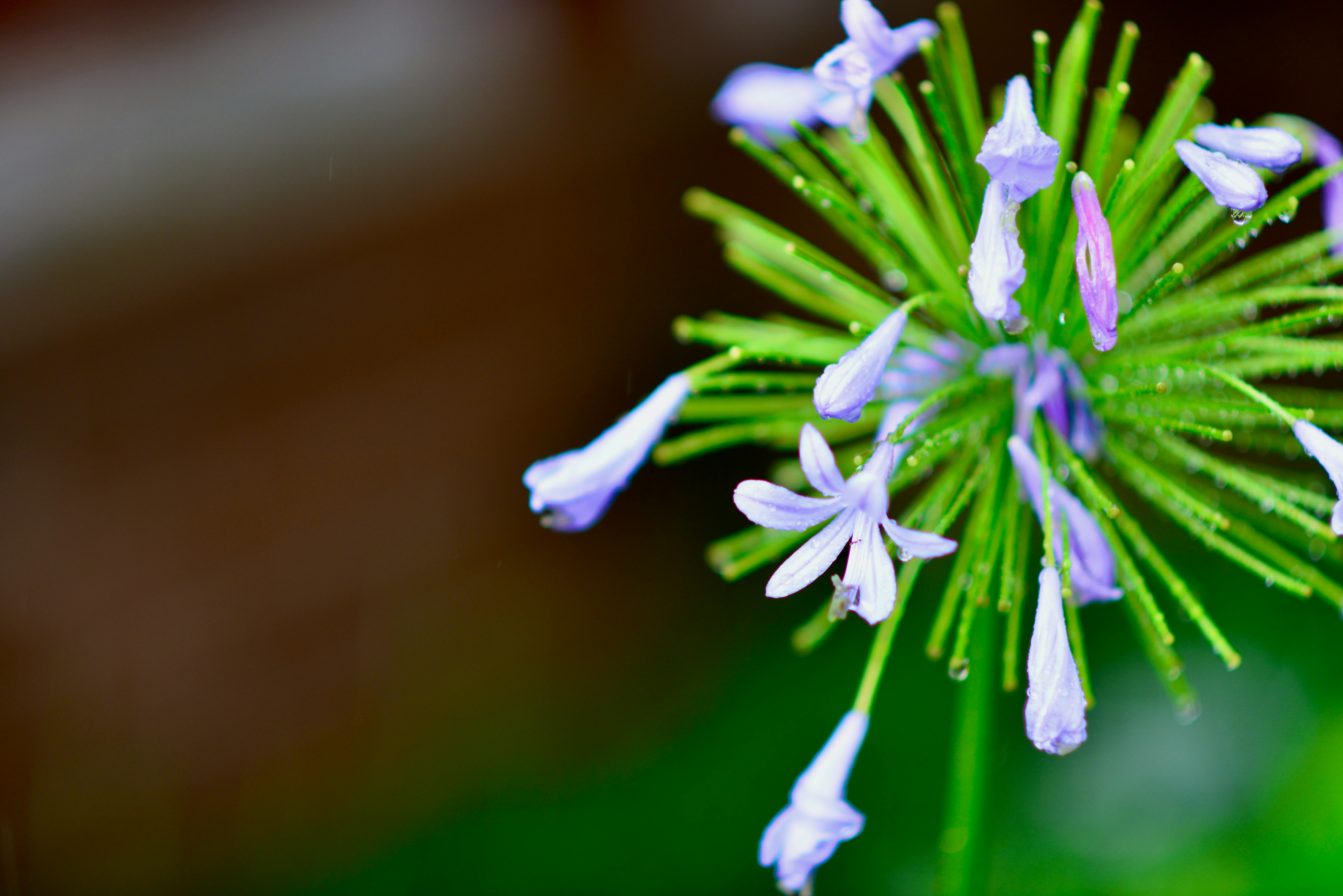 a close up of a flower with water droplets on it