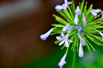 a close up of a flower with water droplets on it