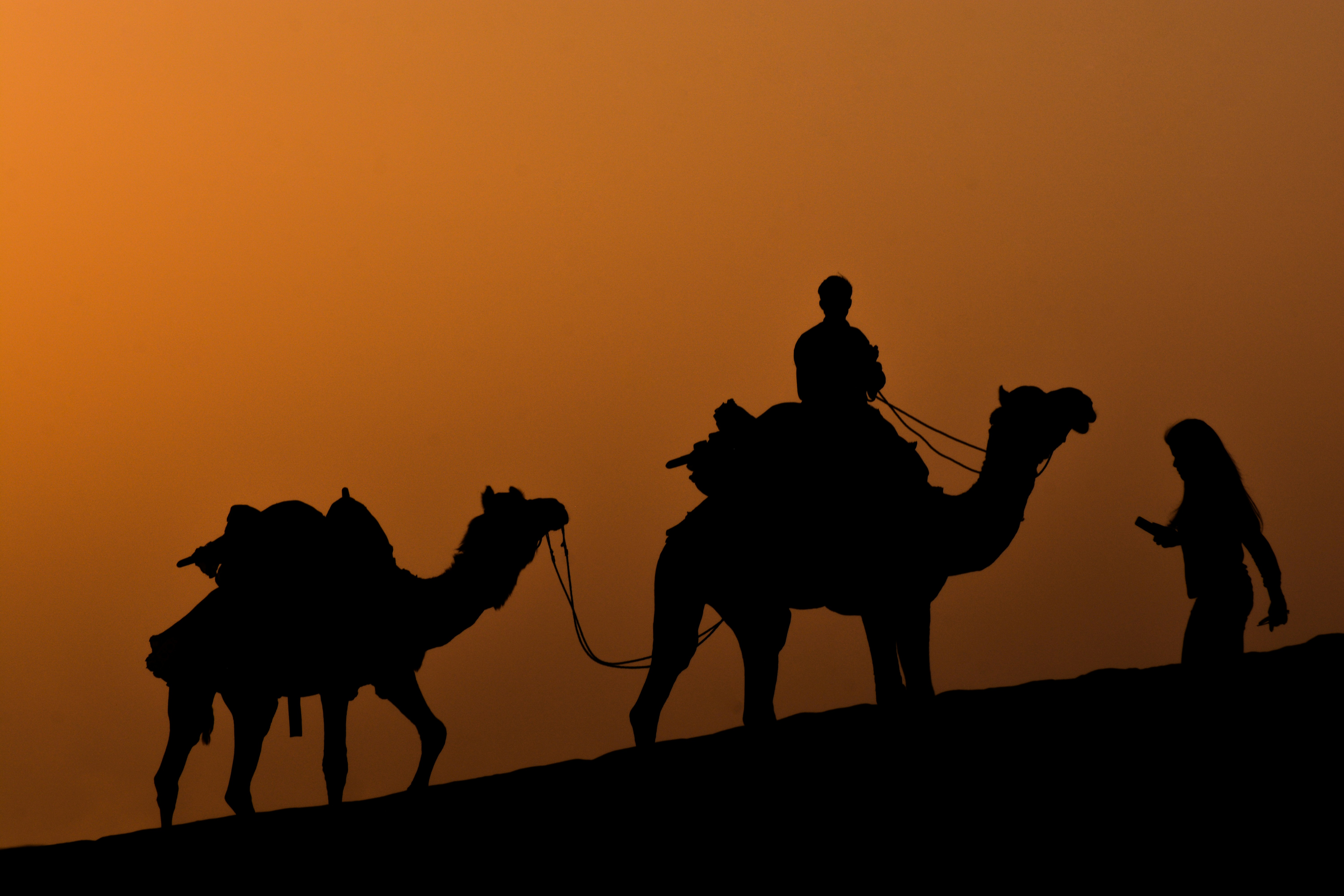 camel-ride