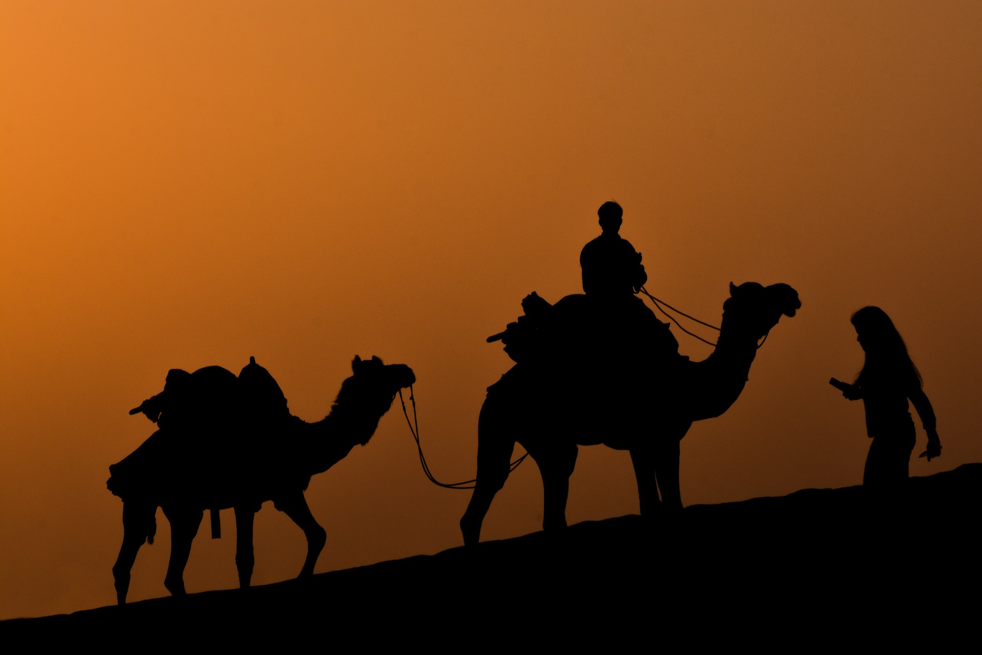 a group of people riding on the backs of camels