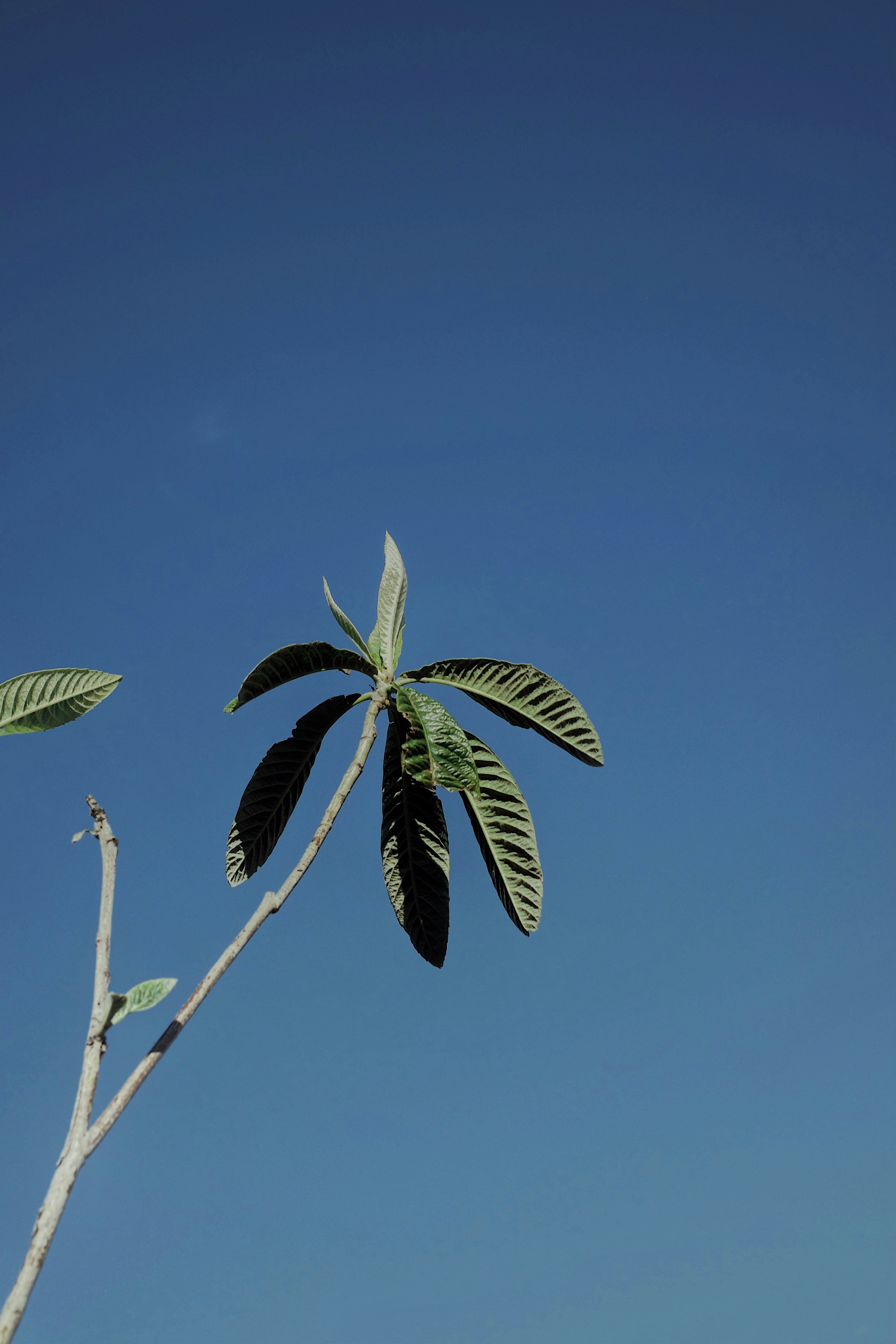 a tree branch with green leaves against a blue sky