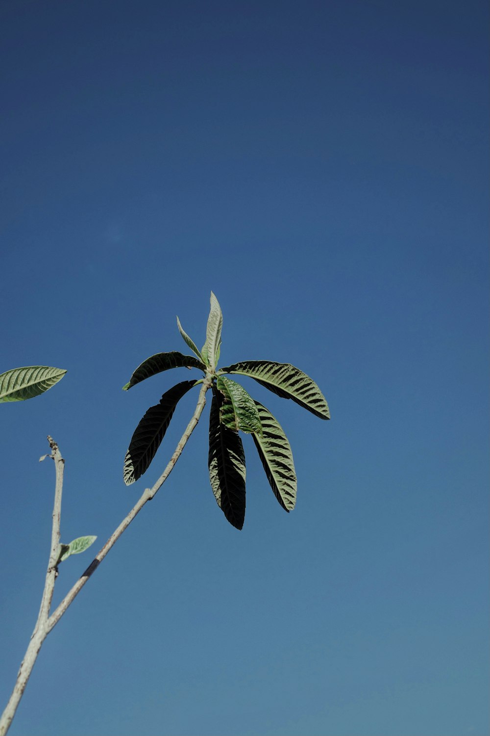 a tree branch with green leaves against a blue sky