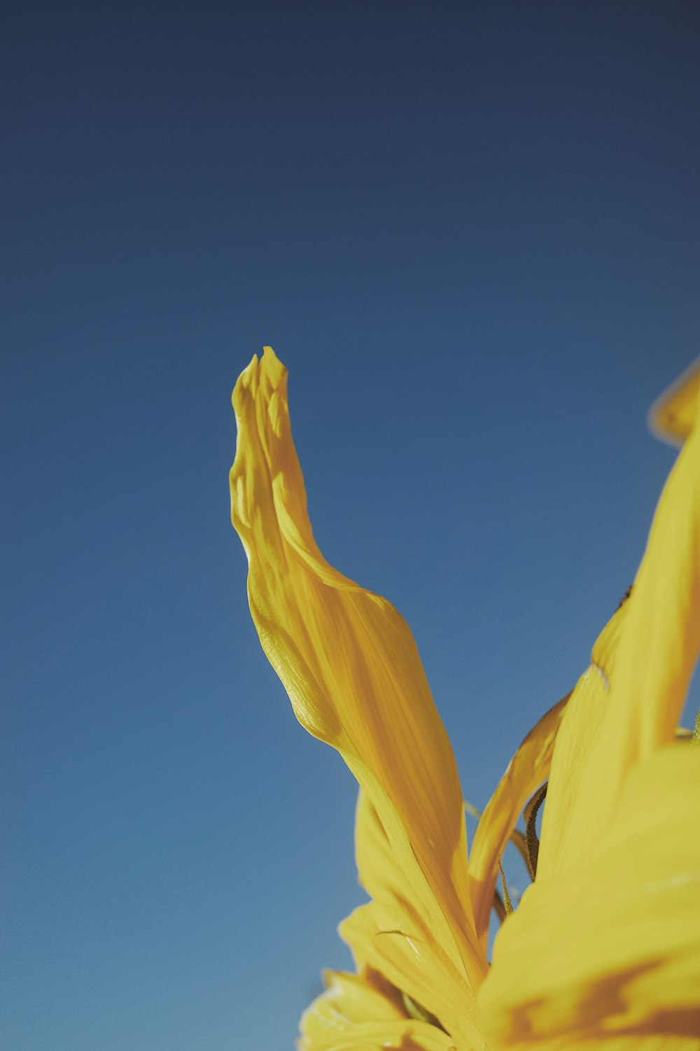 a yellow flower with a blue sky in the background