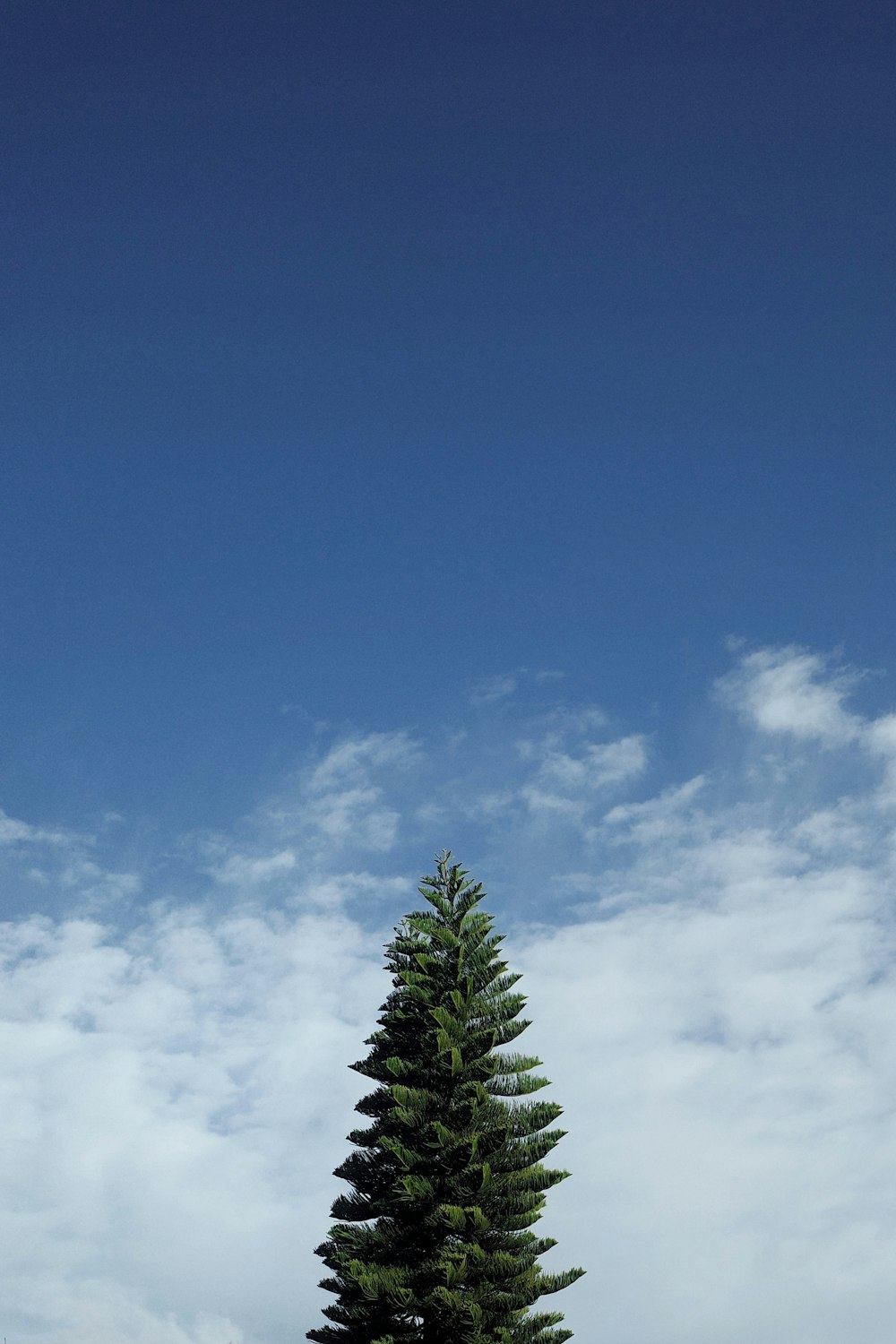 a tall pine tree sitting in the middle of a field