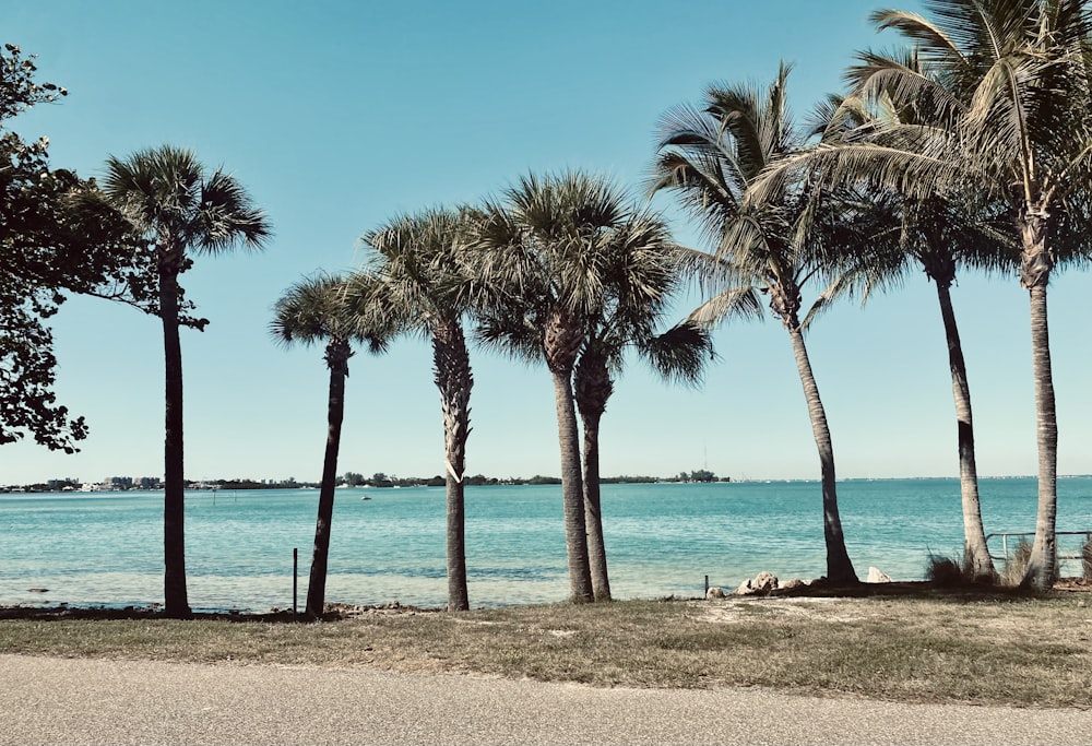 a row of palm trees next to a body of water