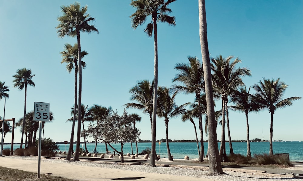 palm trees line the shoreline of a beach