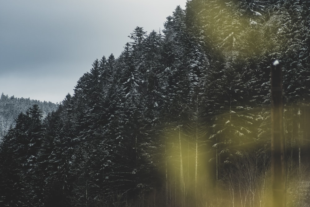 a snow covered forest is seen through a window