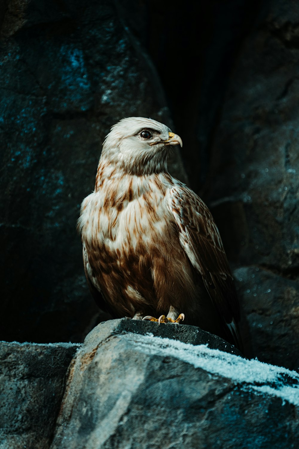 a brown and white bird sitting on top of a rock